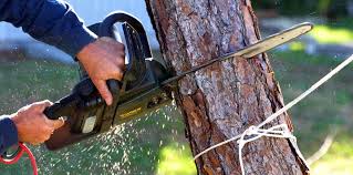 Suisun City, CA Tree Care Company