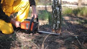 Best Tree Health Inspection  in Suisun City, CA