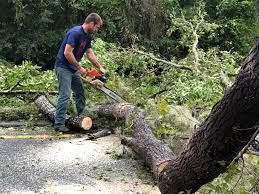 Best Hedge Trimming  in Suisun City, CA