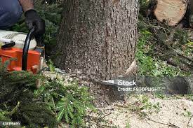 How Our Tree Care Process Works  in  Suisun City, CA