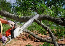 Tree and Shrub Care in Suisun City, CA