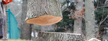 Best Arborist Consultation Services  in Suisun City, CA