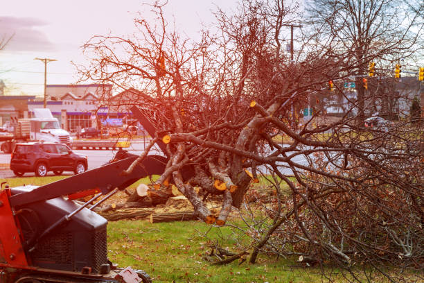 Best Tree Disease Treatment  in Suisun City, CA