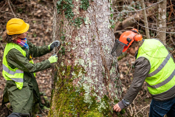 Best Tree Risk Assessment  in Suisun City, CA