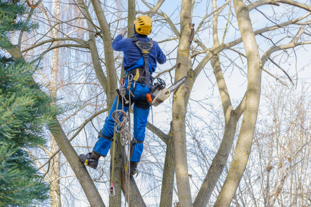 Best Tree Maintenance Programs  in Suisun City, CA