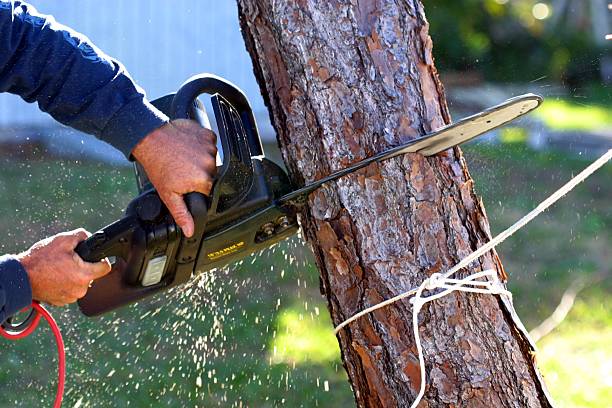Best Grass Overseeding  in Suisun City, CA