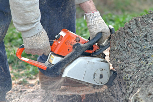 Best Tree Trimming and Pruning  in Suisun City, CA