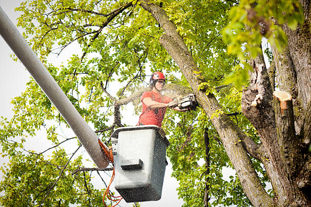 Best Tree Cabling and Bracing  in Suisun City, CA