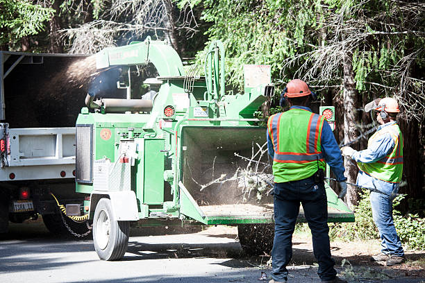  Suisun City, CA Tree Care Pros