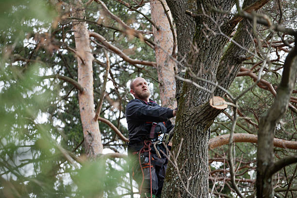 Best Fruit Tree Pruning  in Suisun City, CA