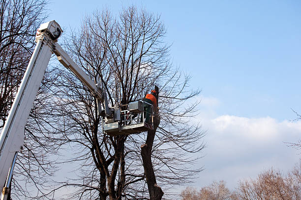 Best Emergency Tree Removal  in Suisun City, CA