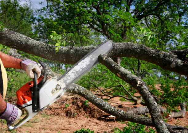 Best Commercial Tree Services  in Suisun City, CA