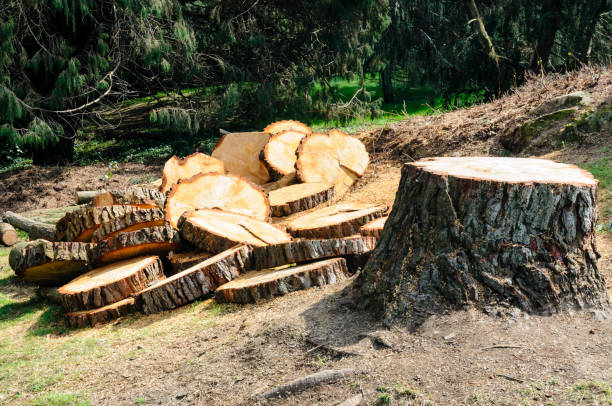  Suisun City, CA Tree Care Pros